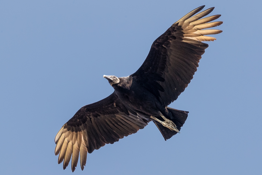 1DX2_2017_03_09-09_29_21-4781.jpg - Black Vulture