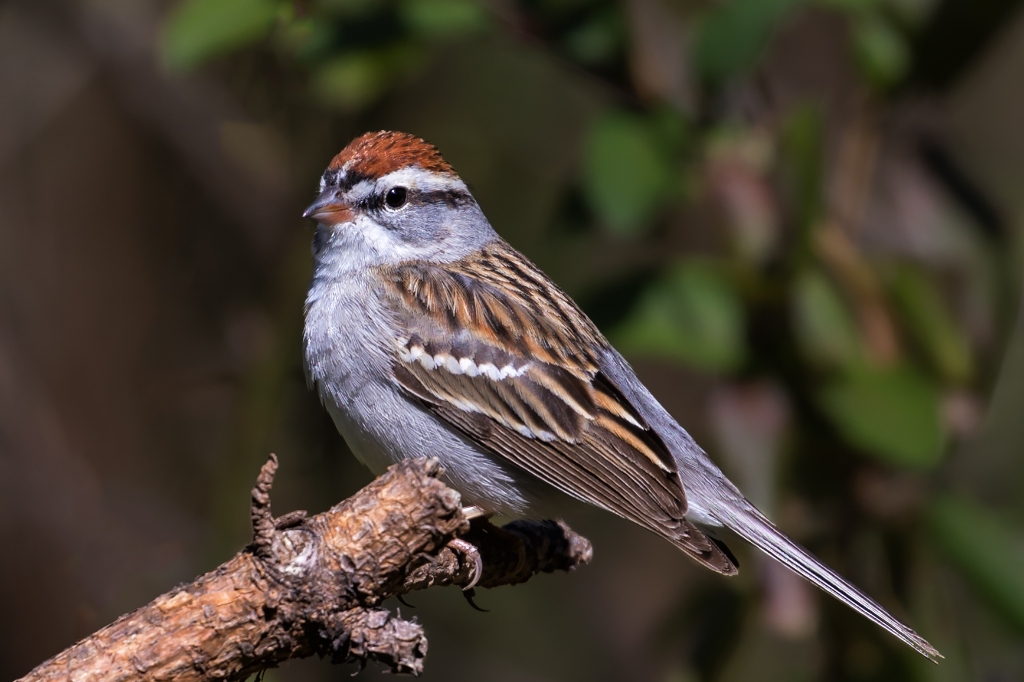 5D4_2017_03_11-11_29_16-2046.jpg - Chipping Sparrow