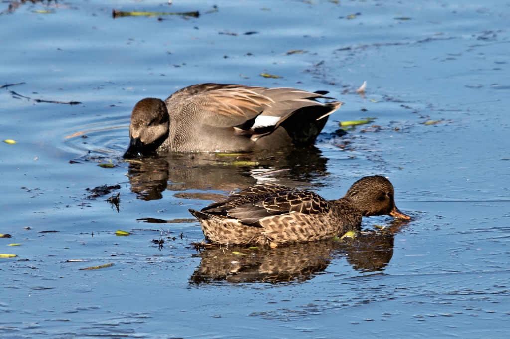 7D2_2015_01_16-10_59_59-0165.jpg - Gadwall