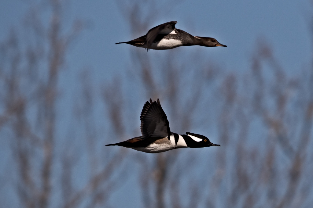 7D2_2015_01_16-11_05_16-0182.jpg - Hooded Merganser