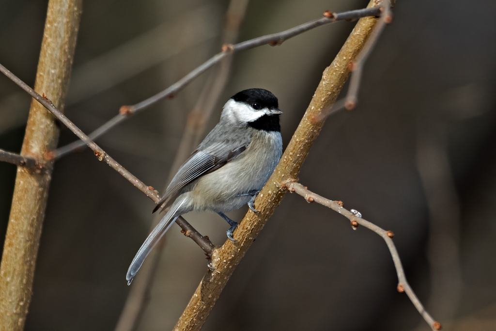 7D2_2015_01_20-14_18_17-0960.jpg - Carolina Chickadee