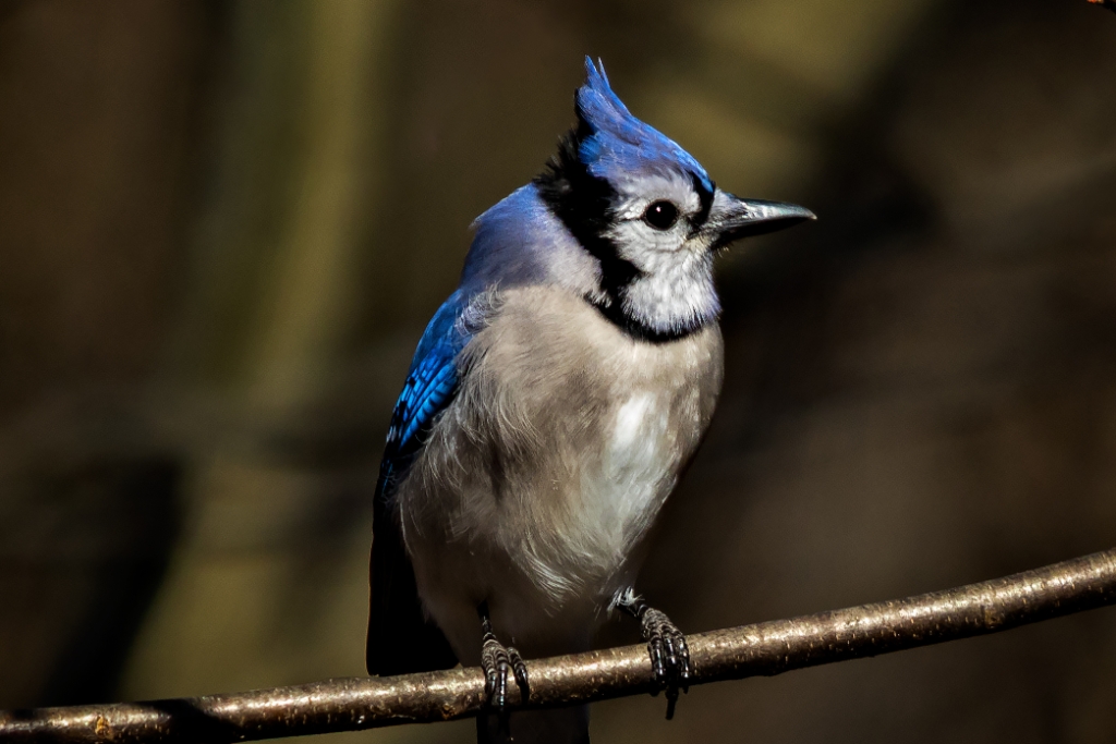 7D2_2015_02_06-10_54_34-2308.jpg - Blue Jay