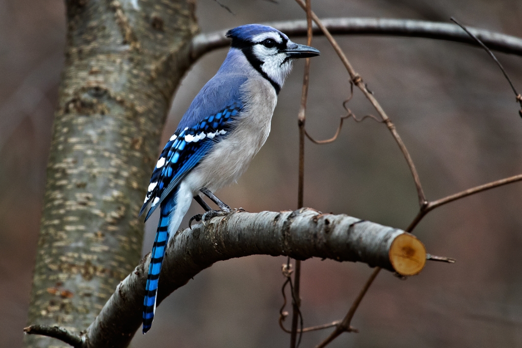 7D2_2015_03_17-11_02_54-2994.jpg - Blue Jay