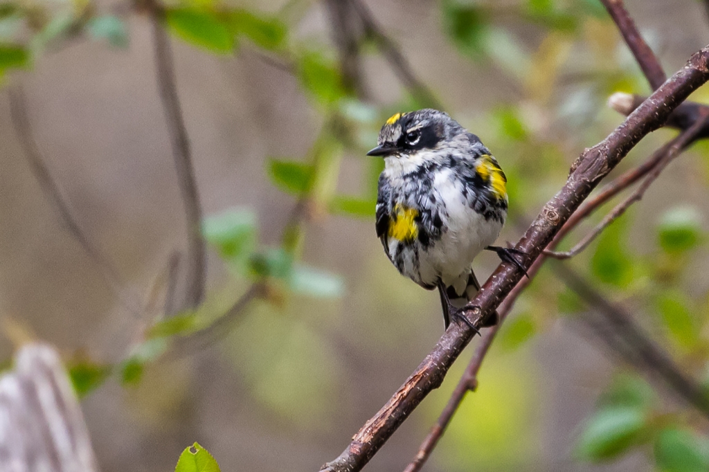 7D2_2015_04_10-11_26_56-0792.jpg - Yellow-rumped Warbler