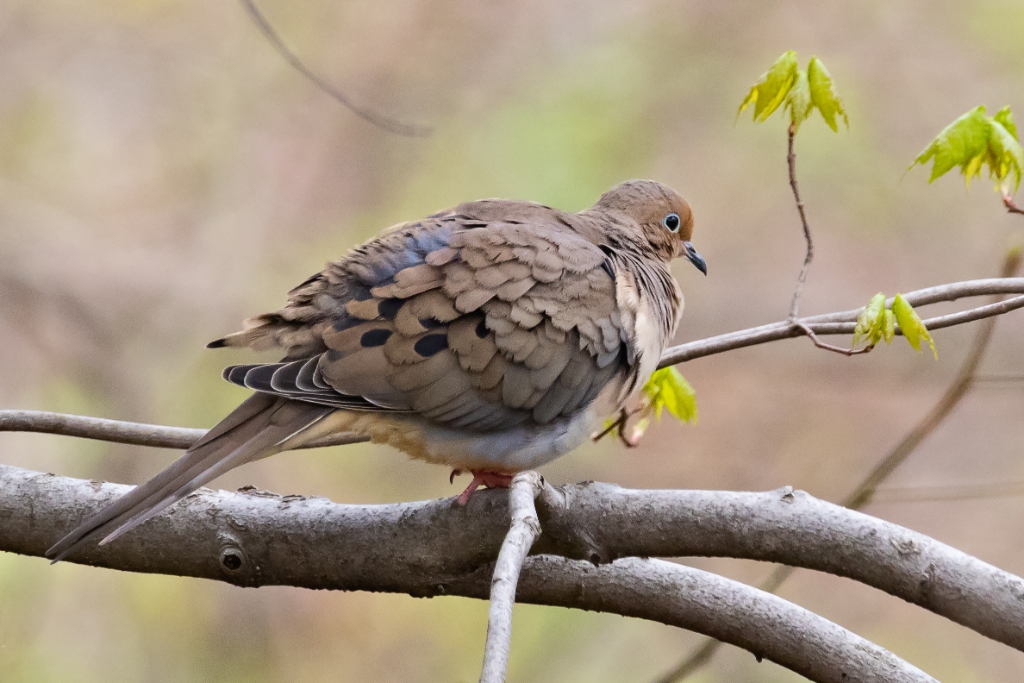 7D2_2015_04_10-11_45_59-0879.jpg - Mourning Dove