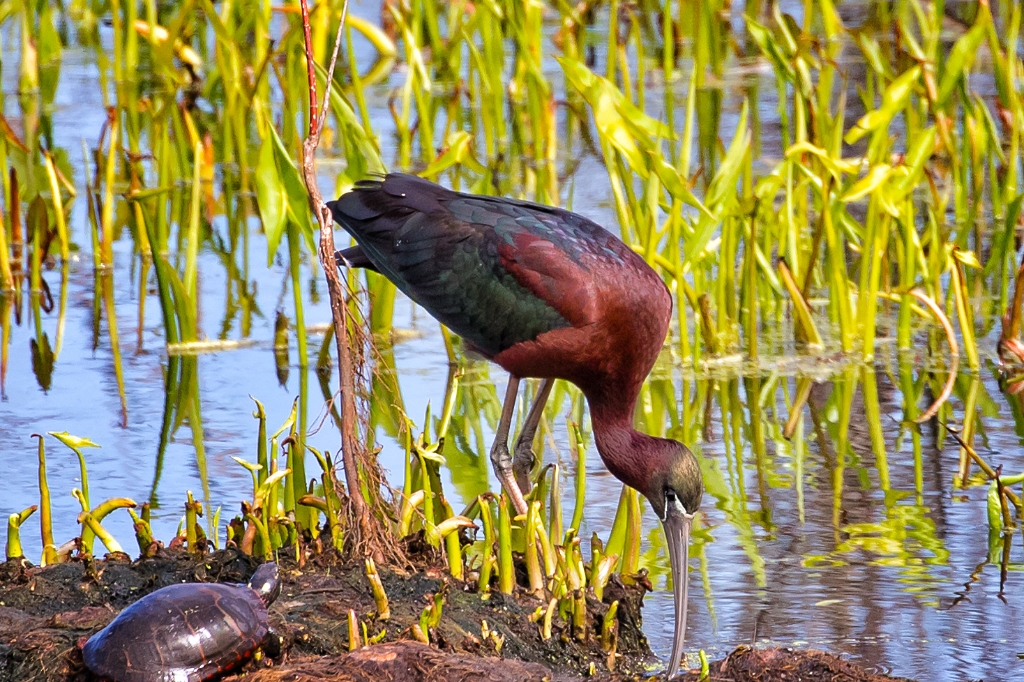 7D2_2015_04_11-10_38_40-1491.jpg - Glossy Ibis