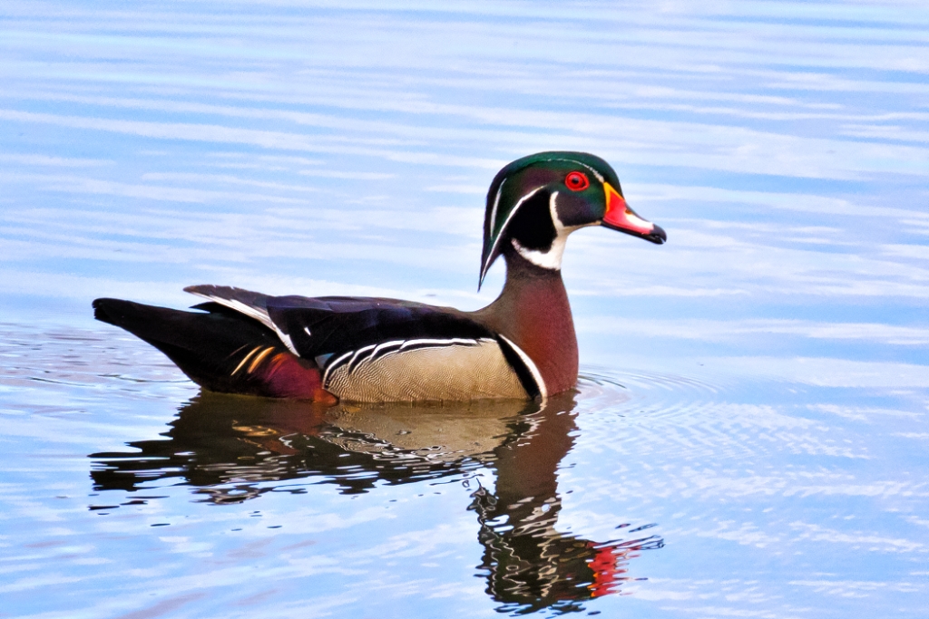 7D2_2015_04_17-10_51_51-2859.jpg - Wood Duck