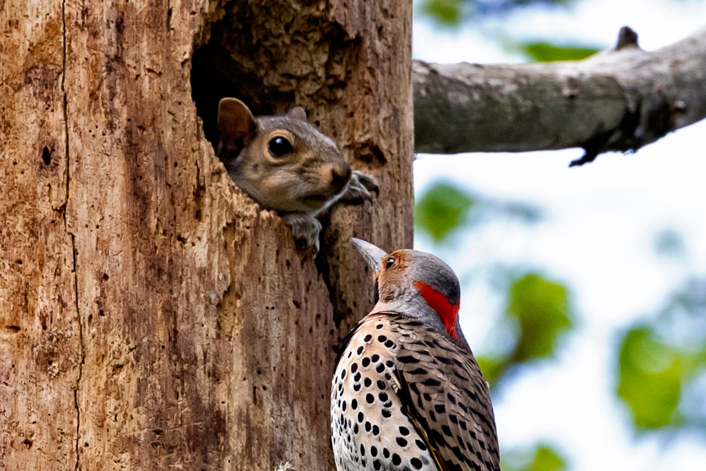 7D2_2015_04_22-16_29_41-4146a.jpg - Northern Flicker