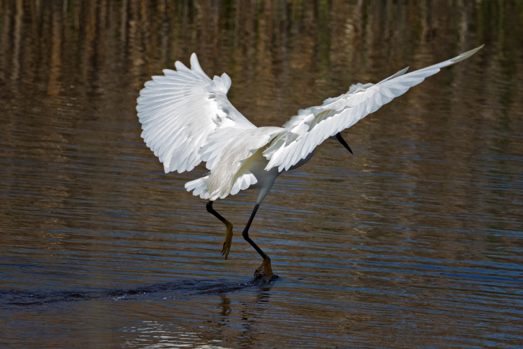 7D2_2015_05_03-10_54_25-6630.jpg - Snowy Egret