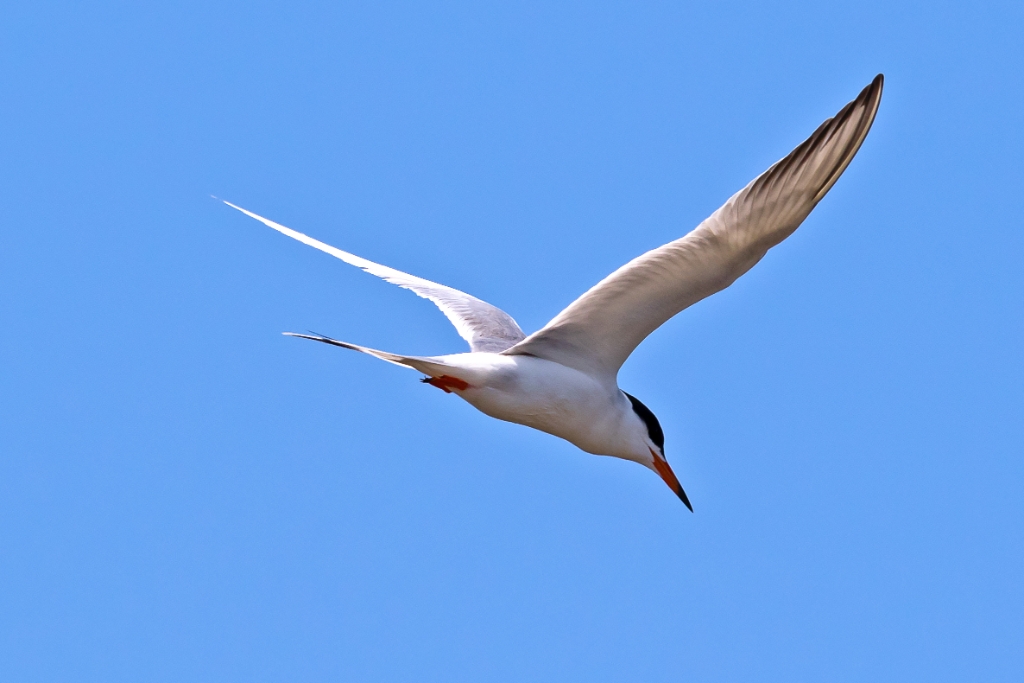 7D2_2015_05_03-11_04_11-6685.jpg - Forster's Tern