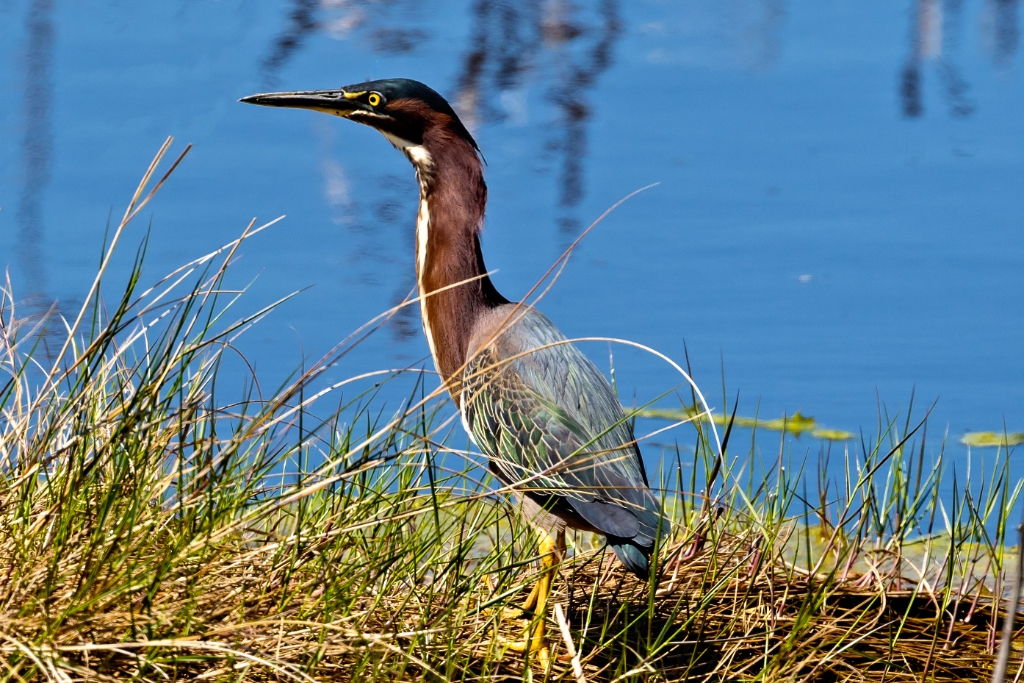 7D2_2015_05_03-11_46_20-6758.jpg - Green Heron