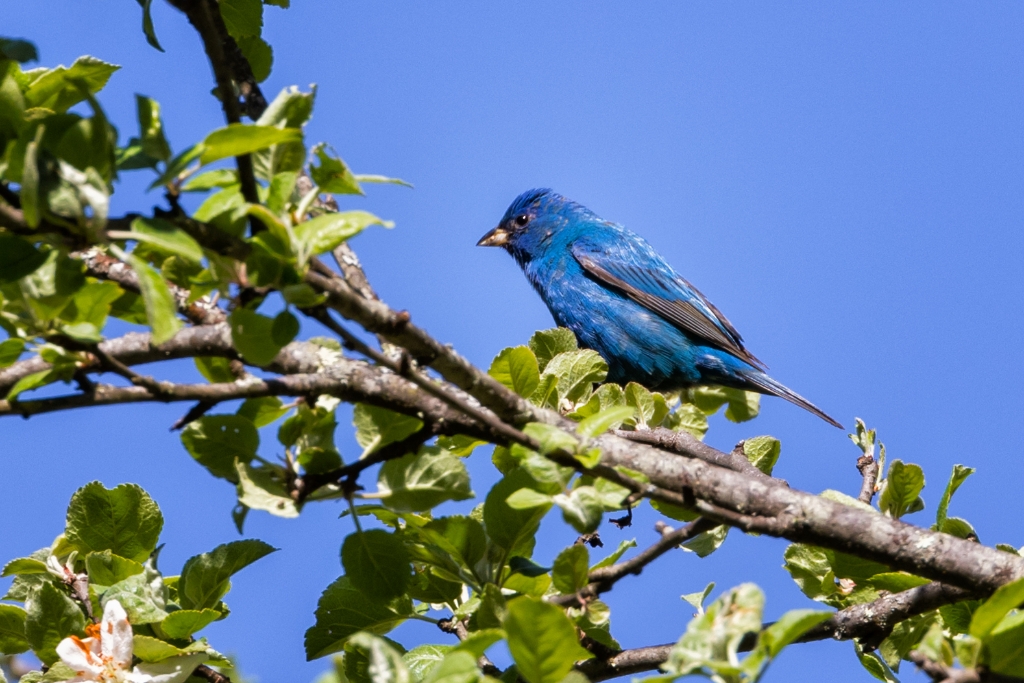 7D2_2015_05_14-10_45_40-7950.jpg - Indigo Bunting