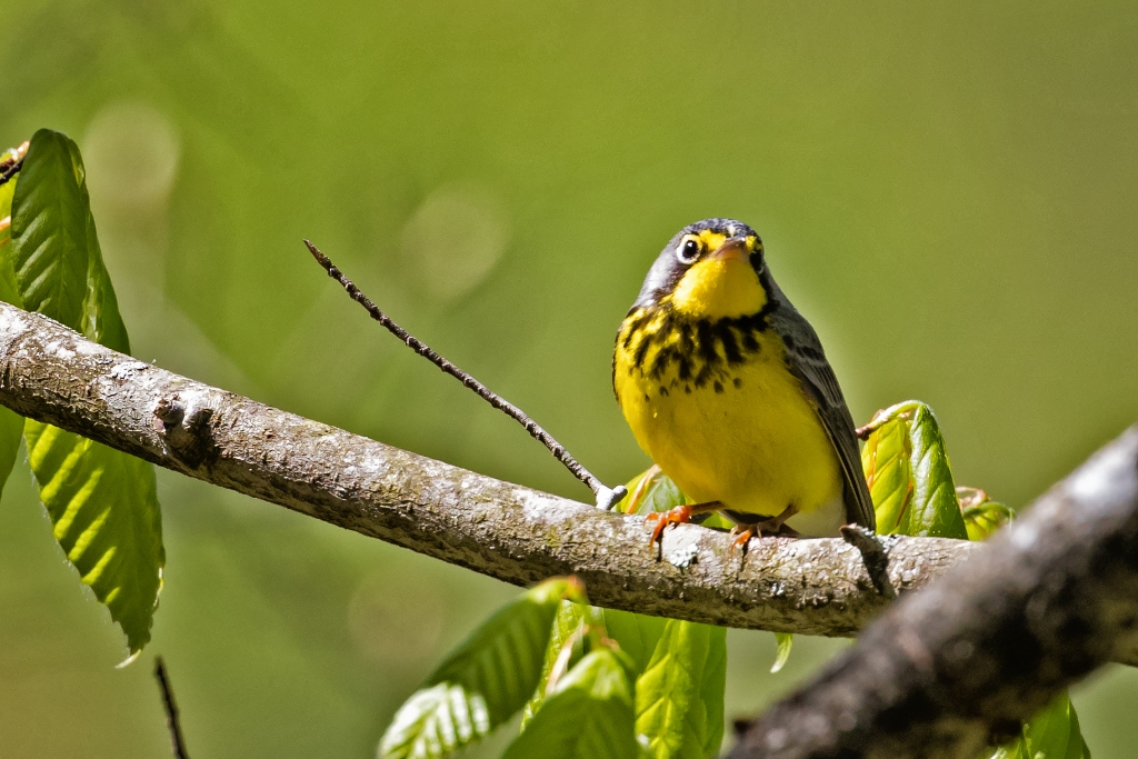 7D2_2015_05_14-10_52_56-7997.jpg - Canada Warbler