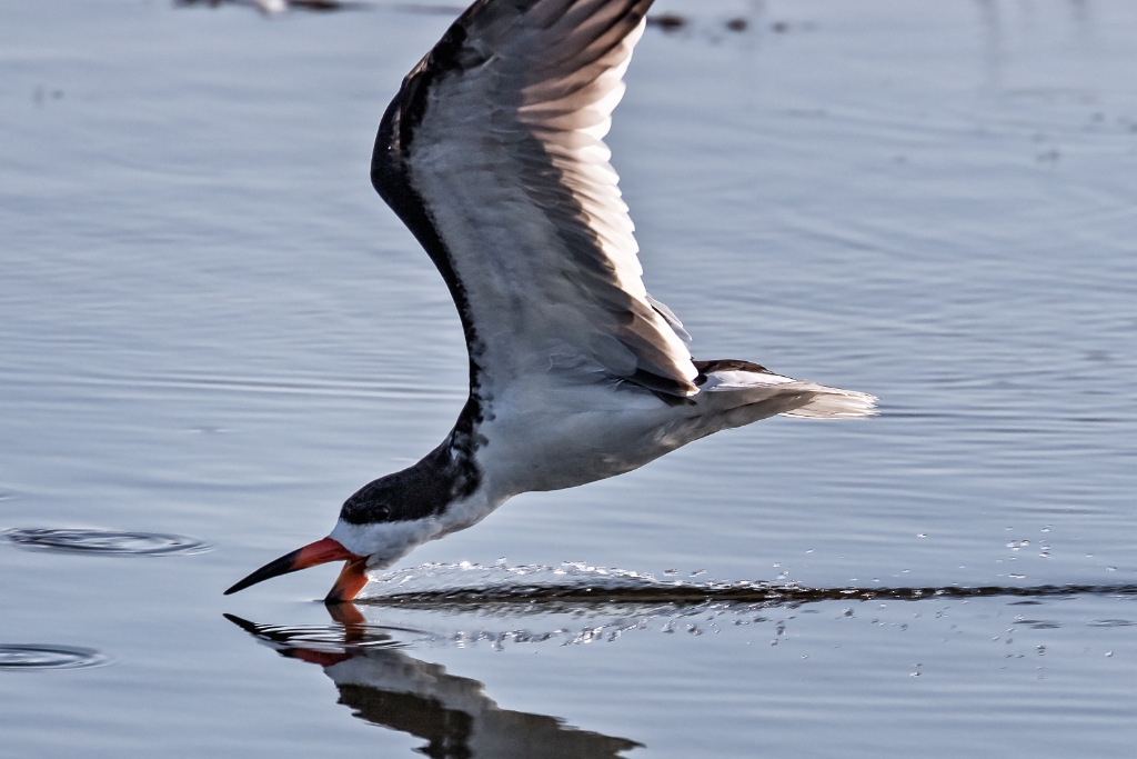 7D2_2015_07_22-08_28_47-1418.jpg - Black Skimmer