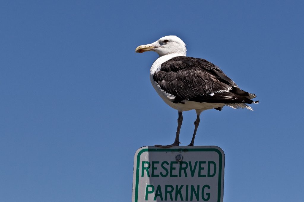 7D2_2015_07_22-11_57_44-1537.jpg - Great Black-backed Gull