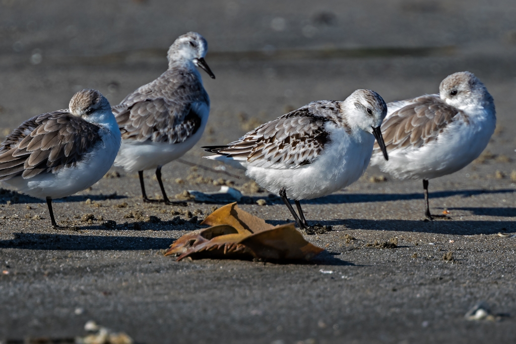 7D2_2015_10_15-09_18_34-6454.jpg - Sanderling