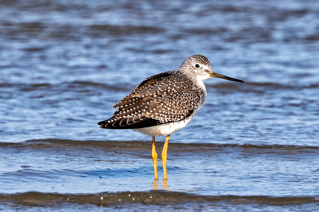 7D2_2015_10_15-09_35_57-6513.jpg - Greater Yellowlegs