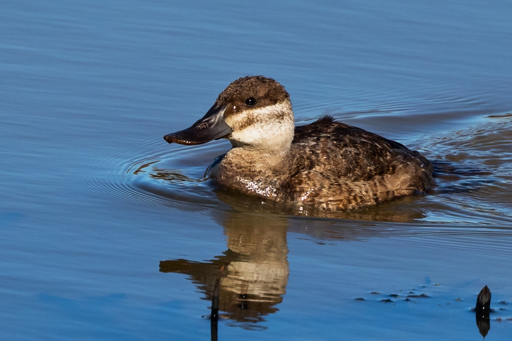 7D2_2015_12_15-10_58_04-4219.jpg - Ruddy Duck