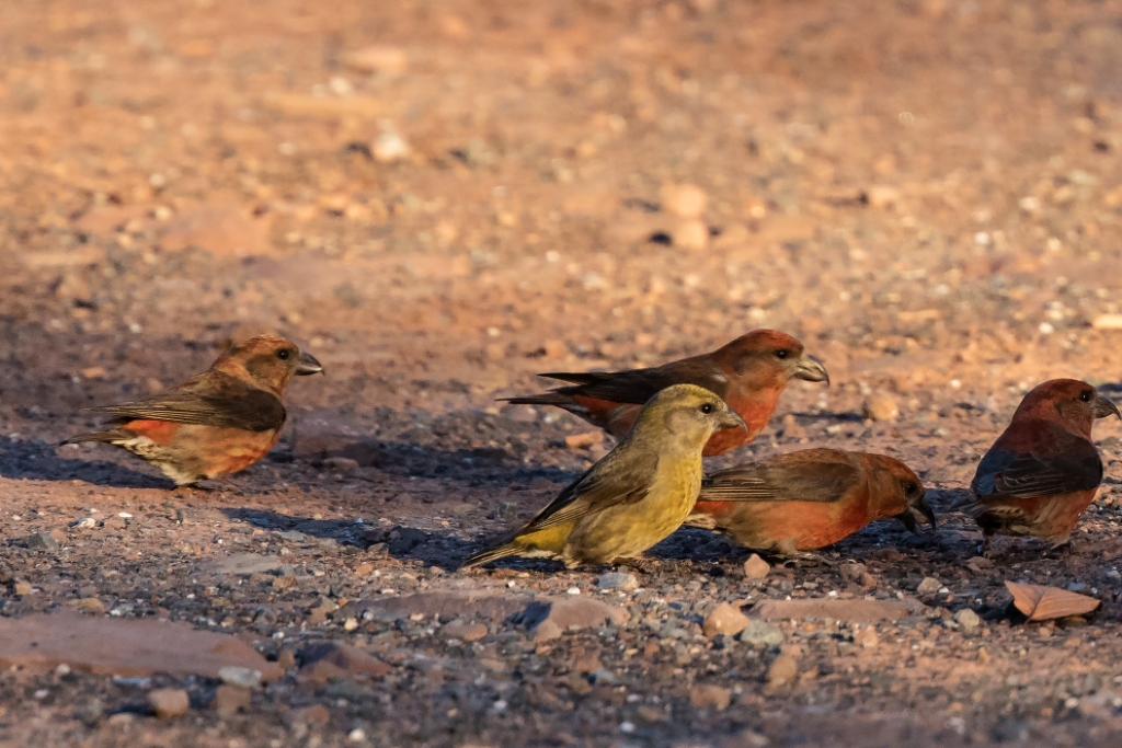 7D2_2016_03_30-06_33_07-0977.jpg - Red Crossbill