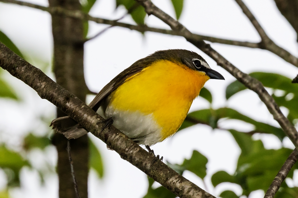 7D2_2016_05_04-07_54_42-3425.jpg - Yellow-breasted Chat