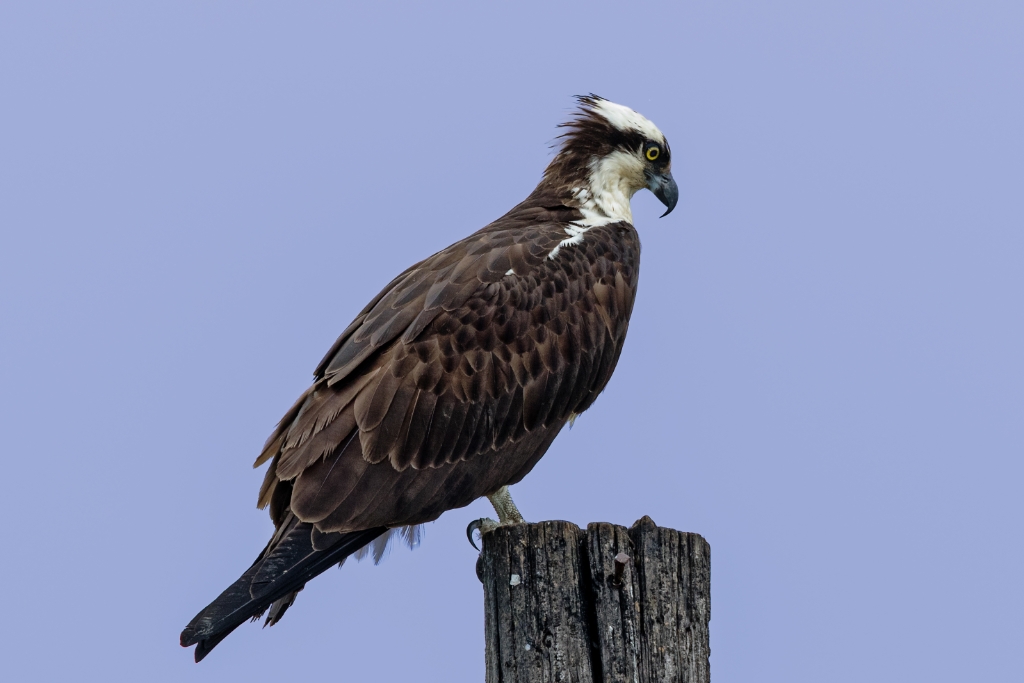 7D2_2016_05_04-09_23_26-3448.jpg - Osprey