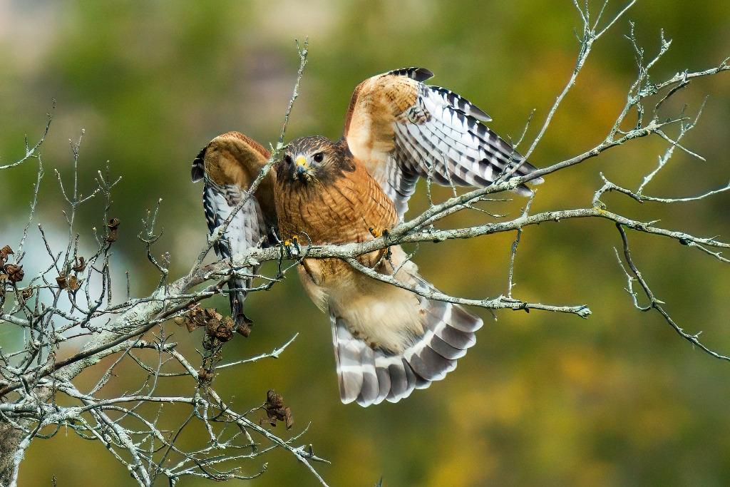 A7R4_2019_10_17-10_05_05-5706.jpg - Red-shoulderd Hawk