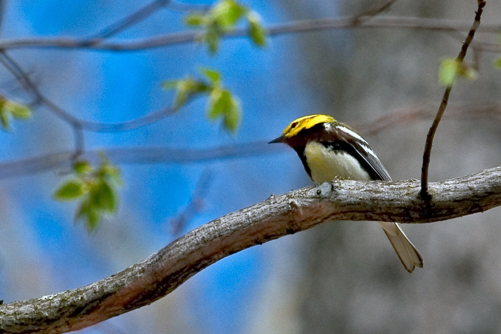 Black-Throated Green Warbler.jpg