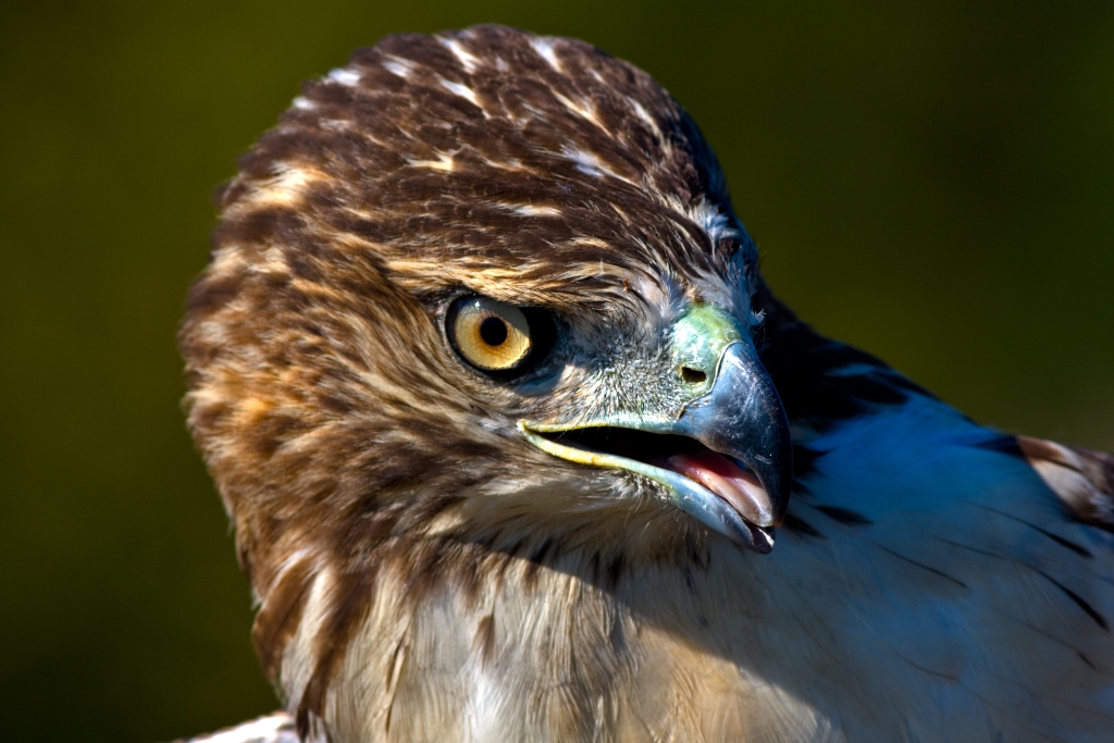 C40_MG_1158.jpg - Red-tailed Hawk