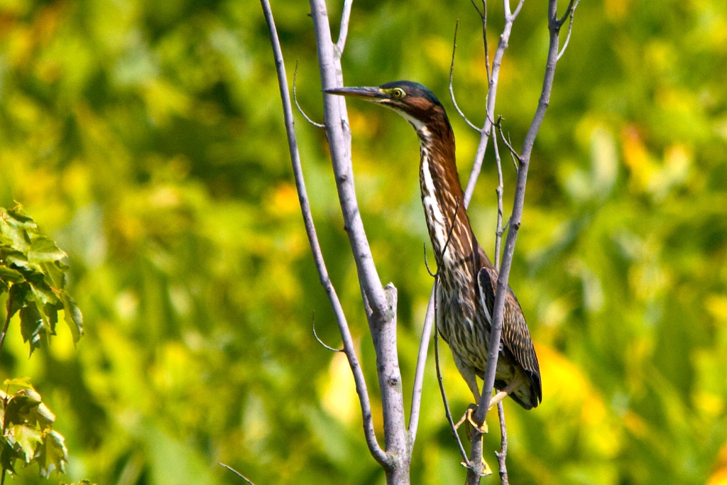 C40_MG_3763.jpg - Geen Heron