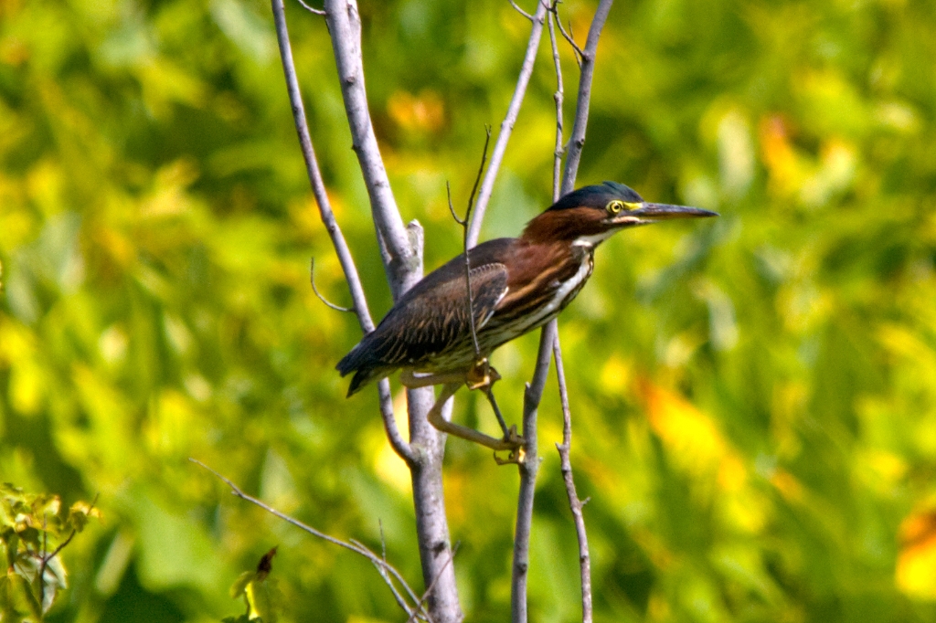 C40_MG_3766.jpg - Green Heron