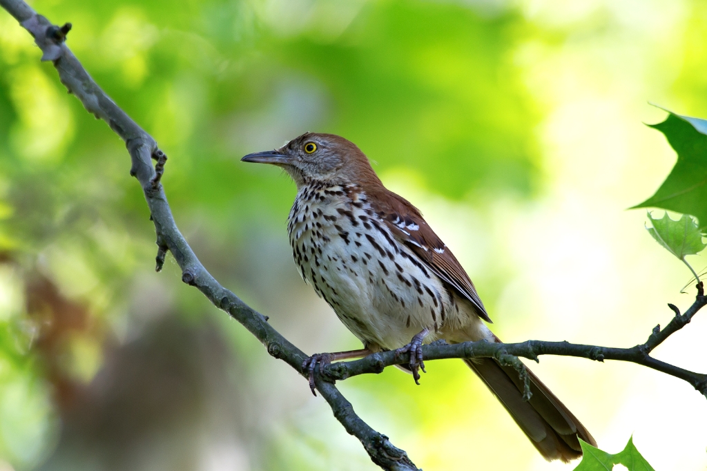 C6D_2013_06_01-08_25_11-0356.jpg - Brown Thrasher