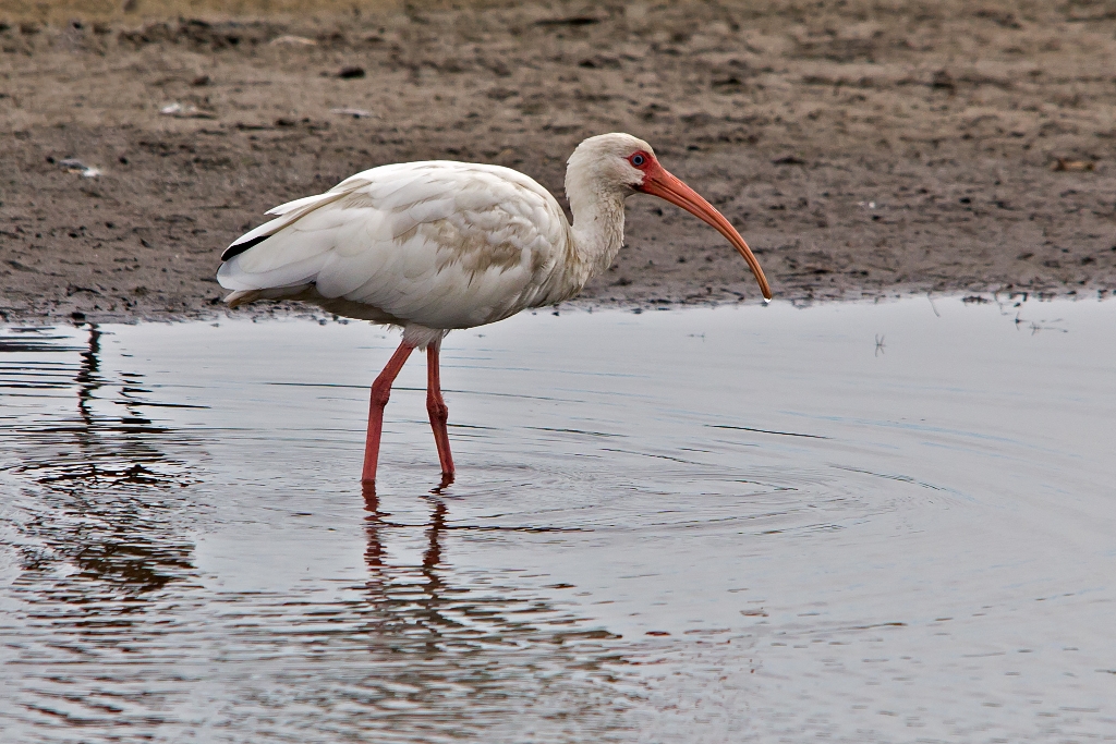 C6D_2013_08_15-08_51_13-2955.jpg - White Ibis