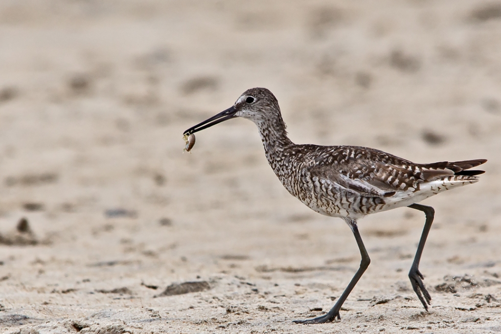 C6D_2013_08_15-10_54_23-3076.jpg - Willet