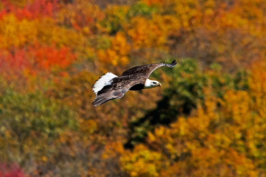 C6D_2013_10_20-12_17_34-4368.jpg - Bald Eagle