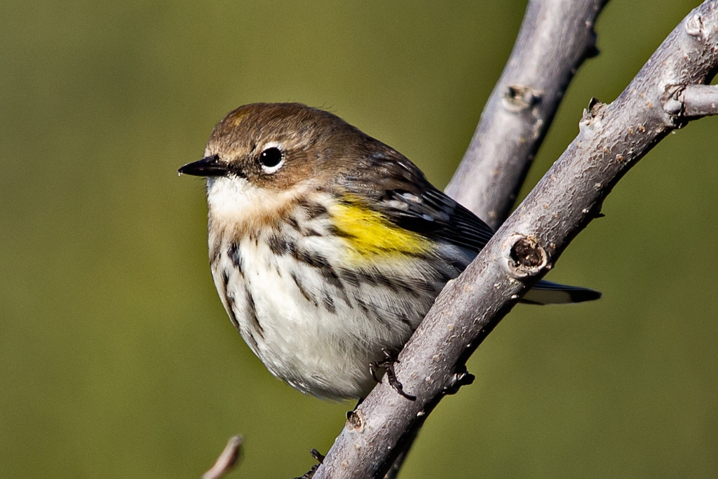 C6D_2013_10_26-08_34_25-4542.jpg - Yellow-rumped Warbler