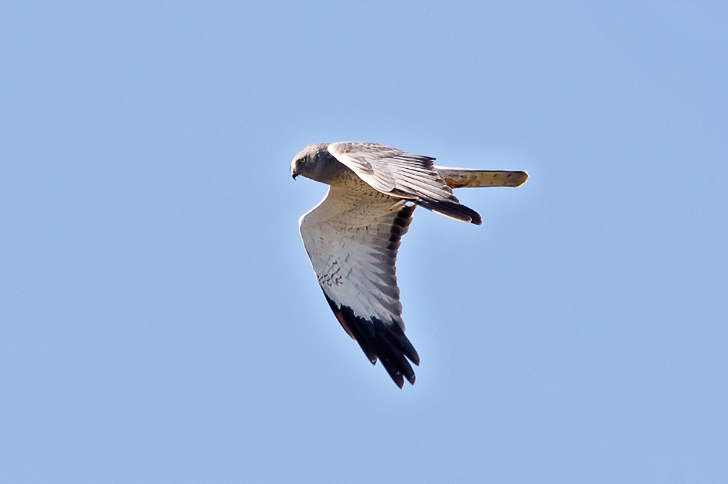 C6D_2013_10_26-12_38_35-4582.jpg - Northern Harrier