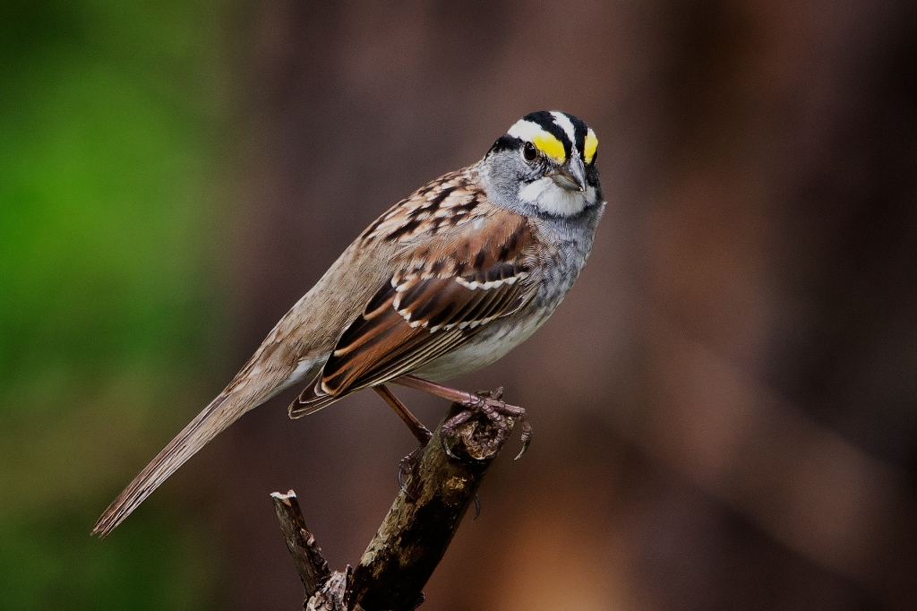 C6D_2014_04_14-13_13_20-0847.jpg - White-throated Sparrow