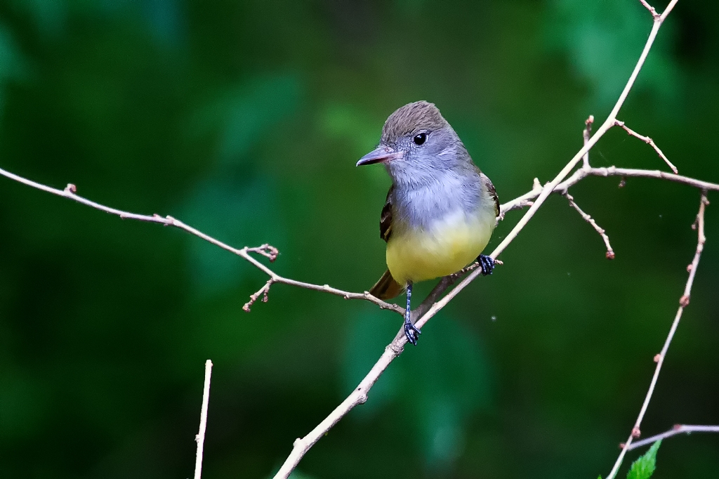 C6D_2014_05_05-12_34_26-1387.jpg - Great Crested Flycatcher