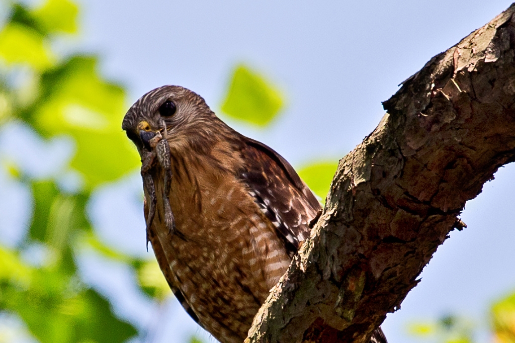 C6D_2014_05_06-13_44_28-1408c.jpg - Red-shouldered Hawk