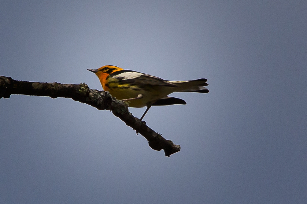 C6D_2014_05_09-09_36_48-1546.jpg - Blackburnian Warbler