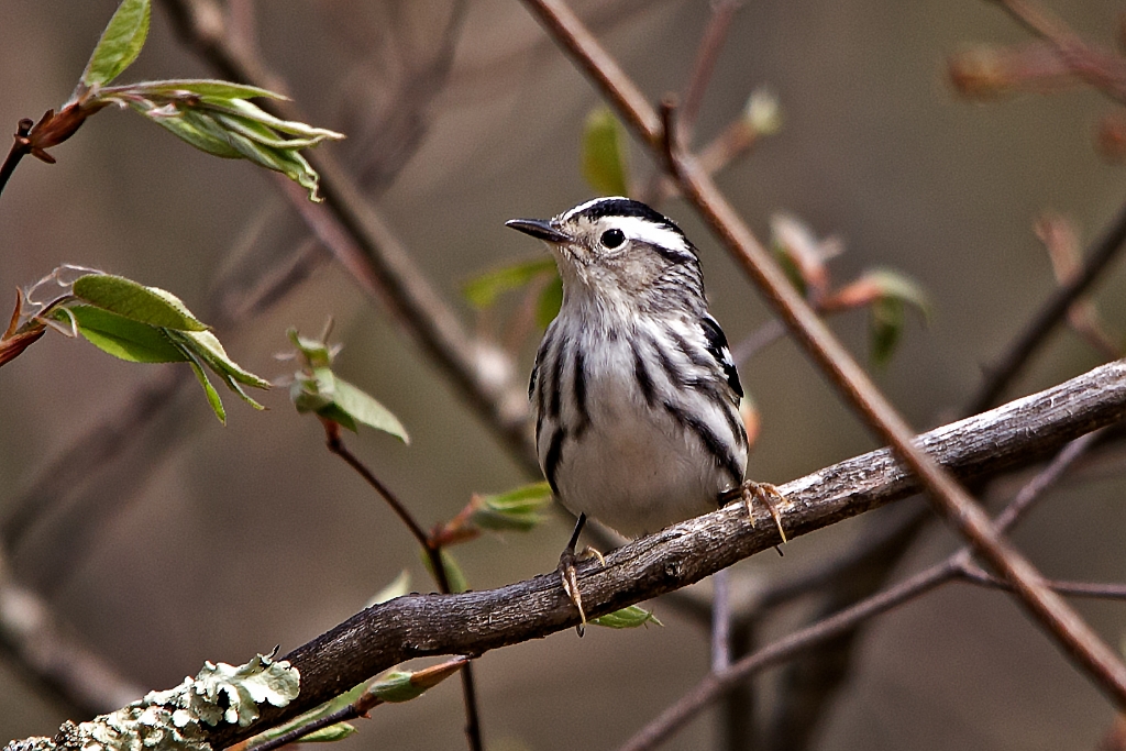 C6D_2014_05_09-09_48_19-1578.jpg - Black and White Warbler