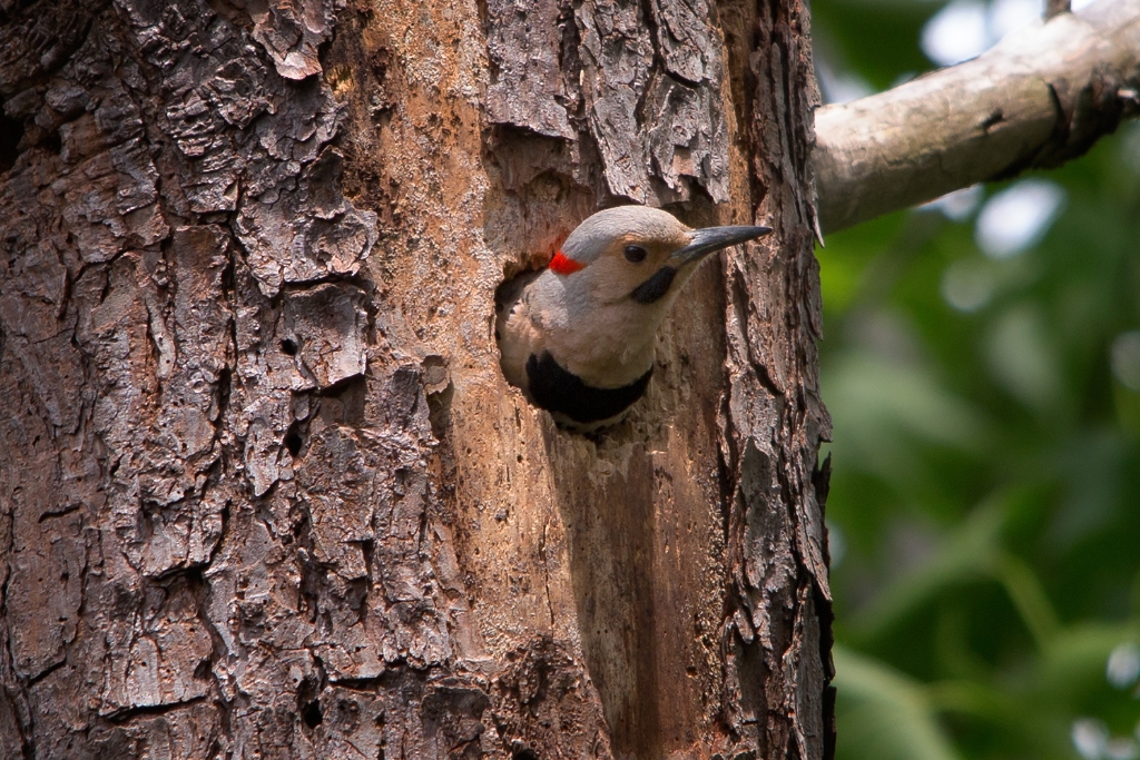 C6D_2014_05_15-11_24_11-1727.jpg - Northern Flicker