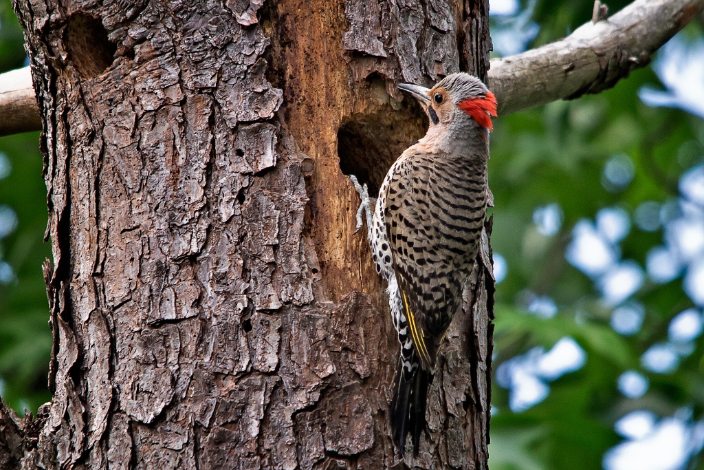 C6D_2014_05_23-13_33_10-1962.jpg - Northern Flicker