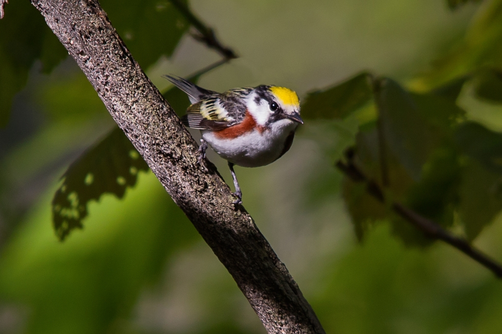 C6D_2014_05_25-08_35_37-2132.jpg - Chestnut-sided Warbler