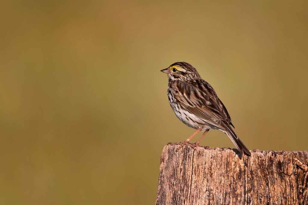 C6D_2014_06_27-06_33_39-2573.jpg - Savannah Sparrow