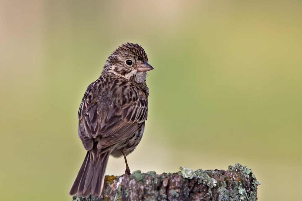 C6D_2014_06_27-07_08_12-2586.jpg - Vesper Sparrow