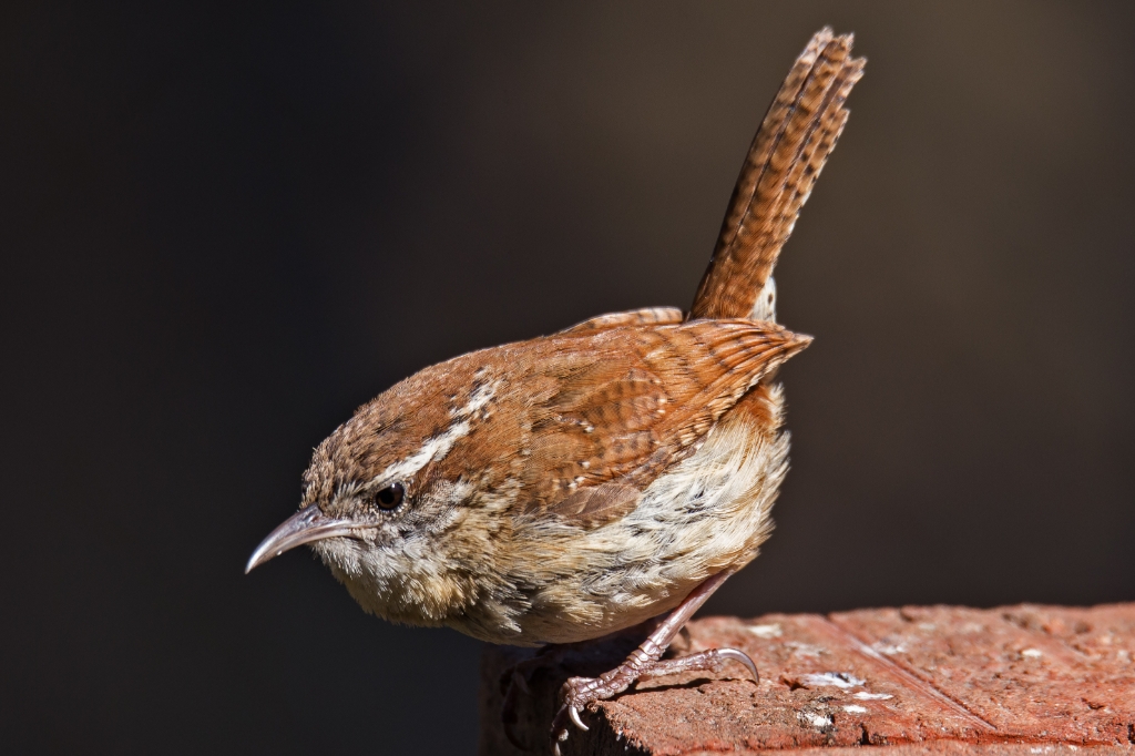 C6D_2015_03_29-10_39_21-4832.jpg - Carolina Wren