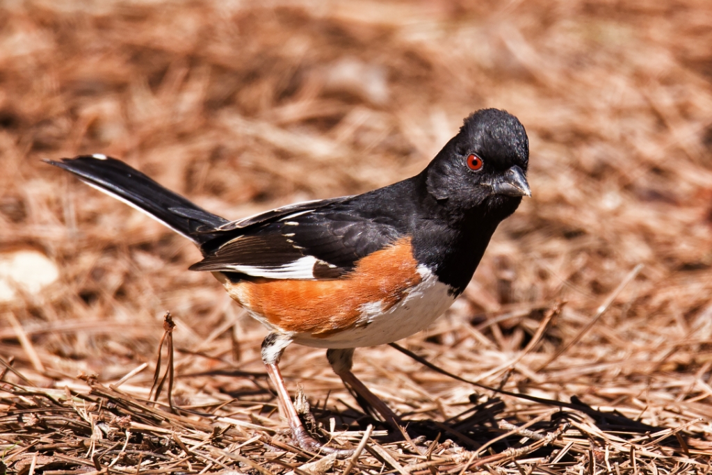 C6D_2015_04_01-13_58_59-5274.jpg - Eastern Towhee