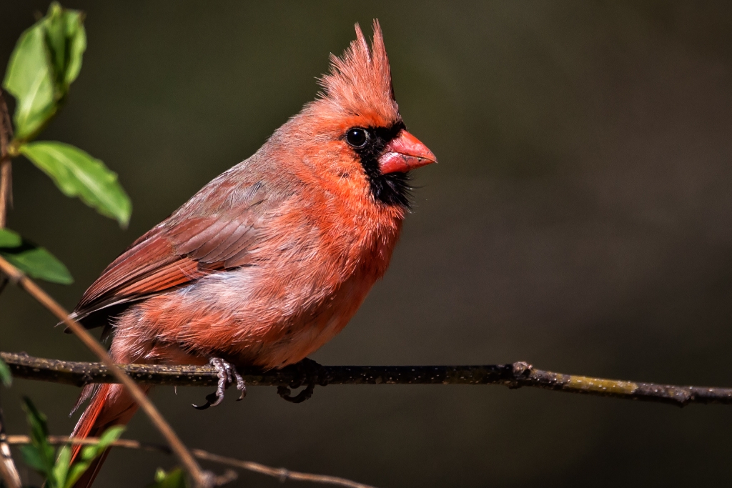 C6D_2015_04_05-14_19_12-5864.jpg - Northern Cardinal