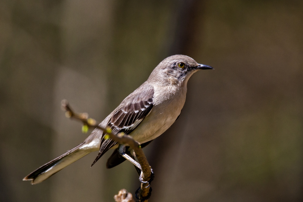 C6D_2015_04_12-14_20_02-6319.jpg - Northern Mockingbird